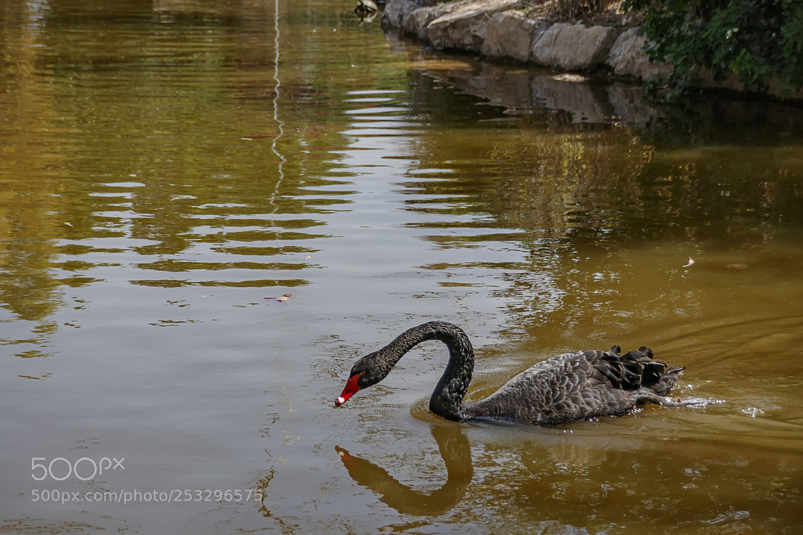 Canon EOS 80D sample photo. Reflection of a black photography