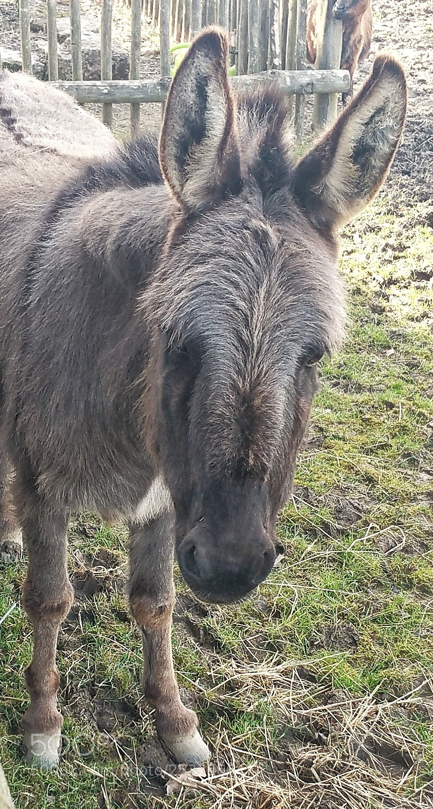 Samsung Galaxy Note4 sample photo. Who are you ? photography