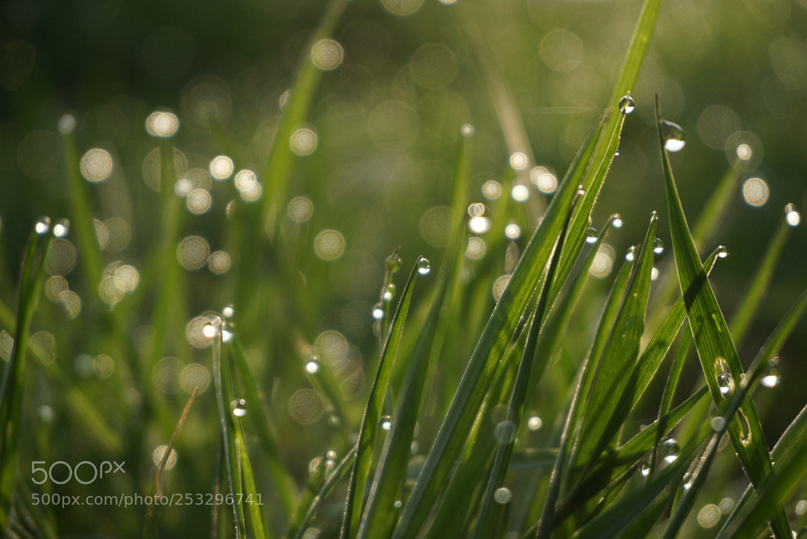 Sony a6000 sample photo. Morgenfrische - fresh morning photography
