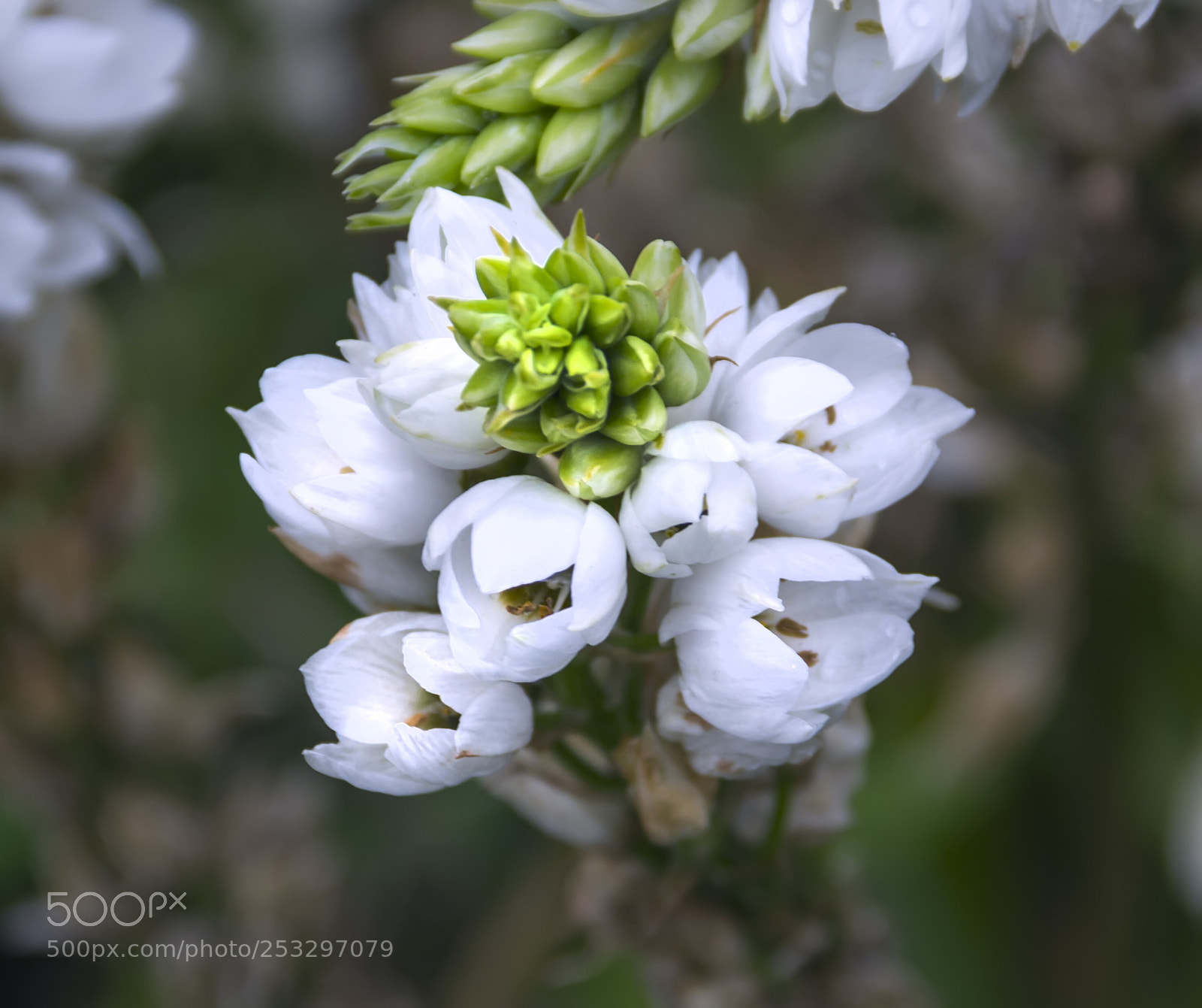 Canon EOS 7D sample photo. Flowers photography