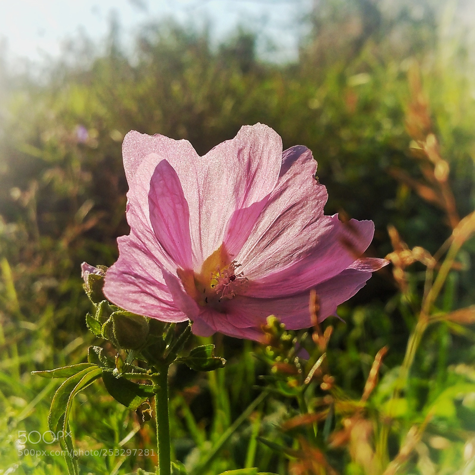 Samsung Galaxy Note4 sample photo. Blume photography