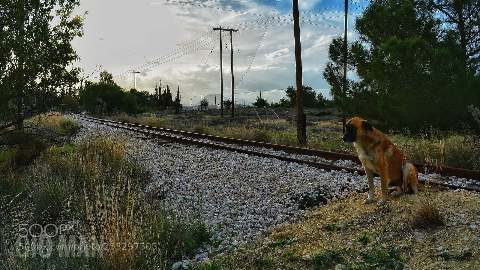 Nikon D5200 sample photo. Watchdog photography