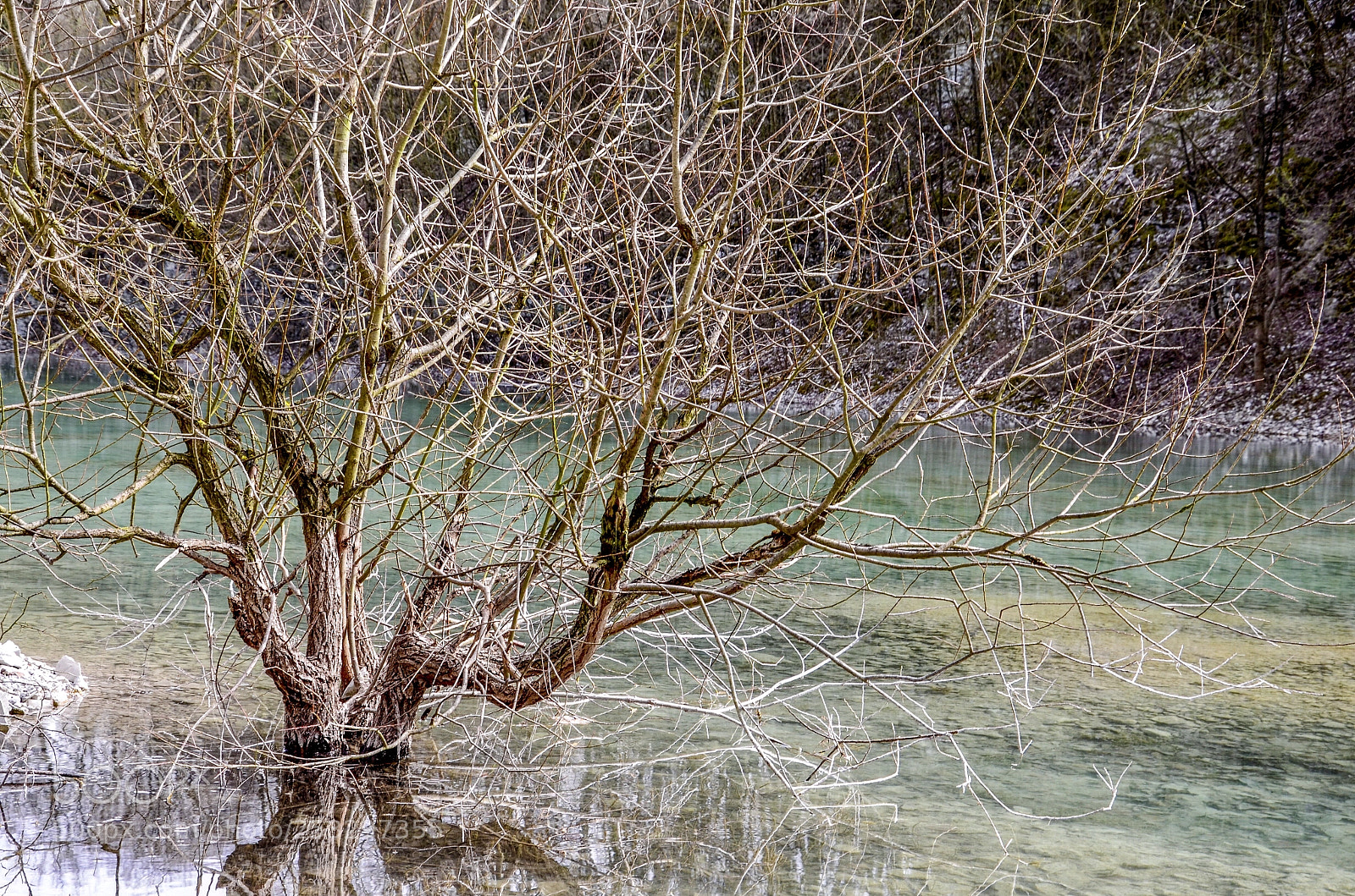 Nikon D5100 sample photo. Magic tree  photography