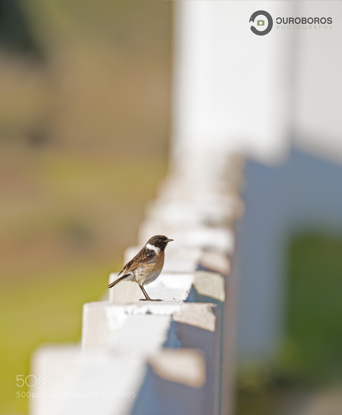 Canon EOS 5D Mark IV sample photo. Stonechat (saxicola rubicula) photography