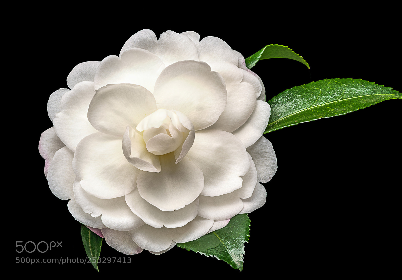 Sony a7R II sample photo. Camelia sasanqua photography
