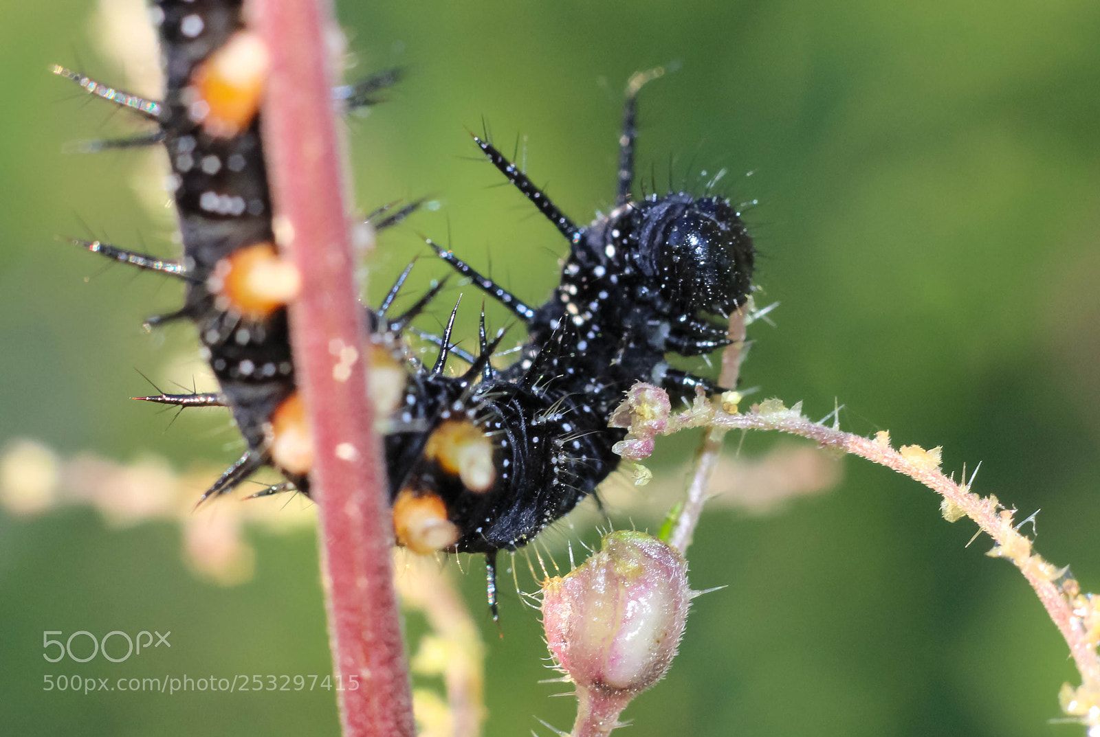 Canon EOS 600D (Rebel EOS T3i / EOS Kiss X5) sample photo. Caterpillar photography