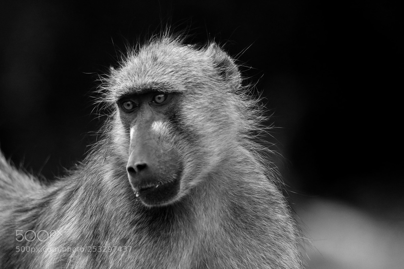 Canon EOS 80D sample photo. Female baboon in black photography