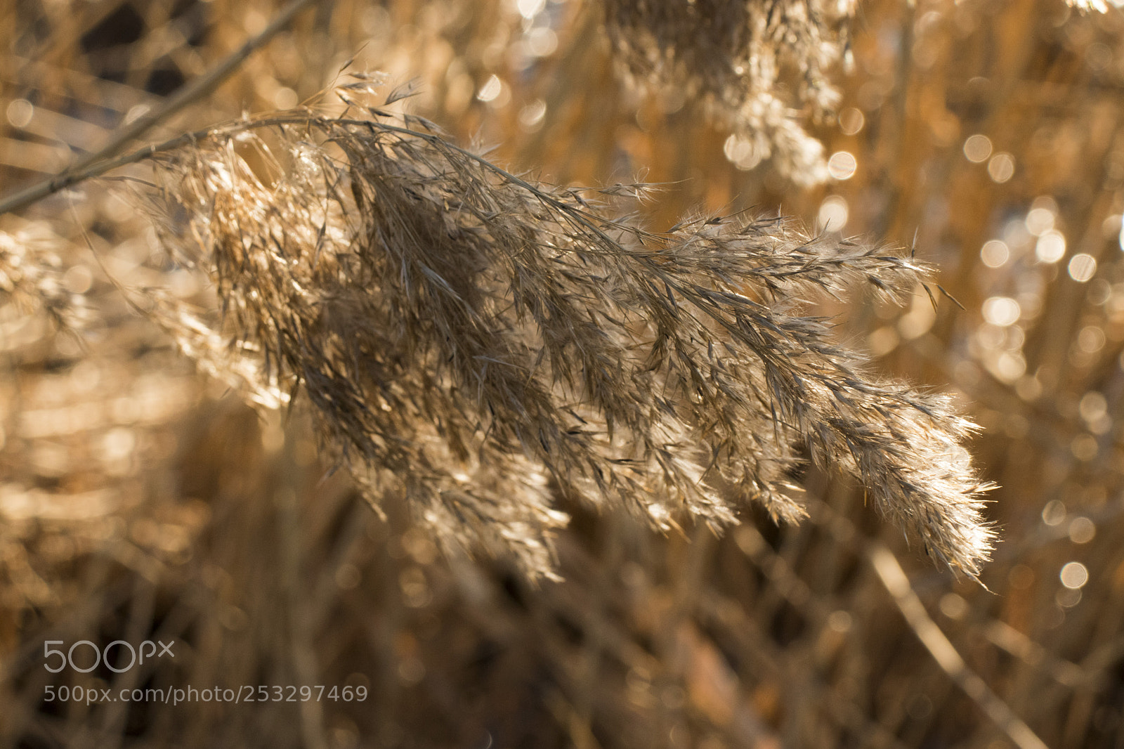 Canon EOS 77D (EOS 9000D / EOS 770D) sample photo. Spring time photography