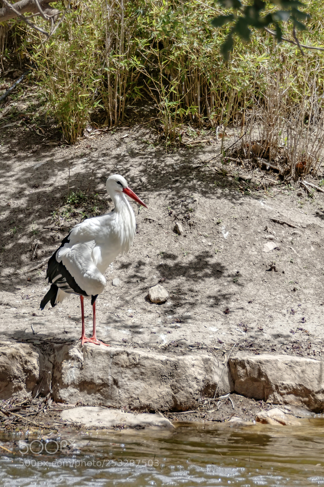 Canon EOS 80D sample photo. The white stork standing photography