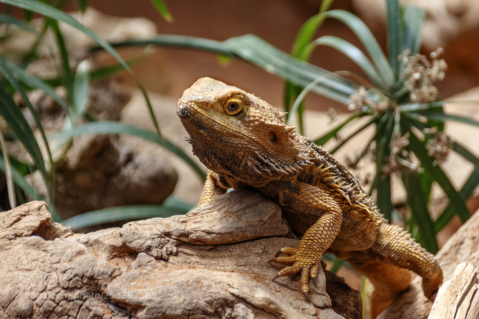 Canon EOS 80D sample photo. Lizard bearded dragon sitting photography