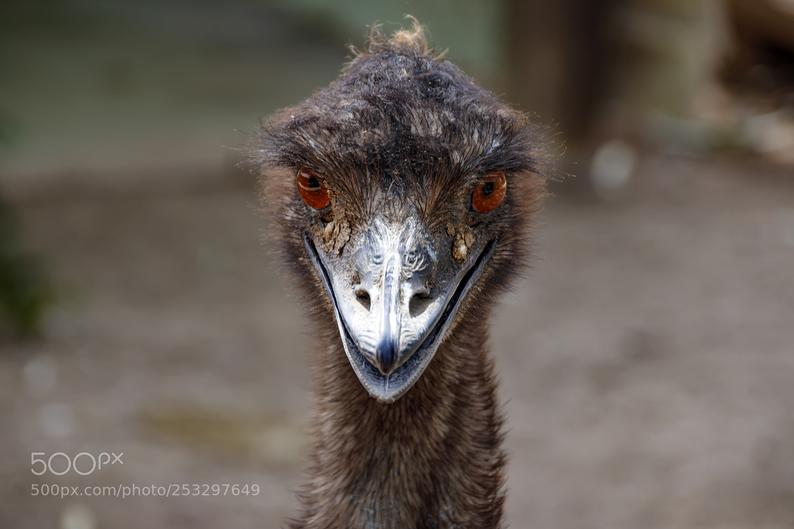 Canon EOS 80D sample photo. Portrait of an ostrich photography