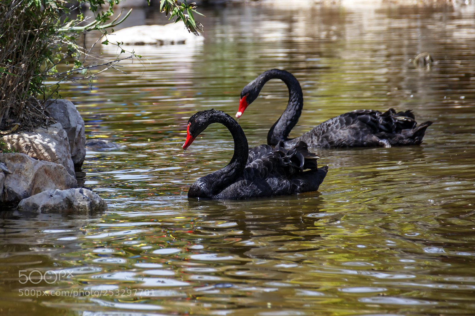 Canon EOS 80D sample photo. A pair of black photography