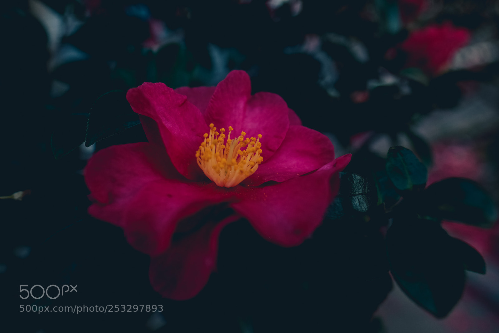 Fujifilm X-Pro2 sample photo. Camellia photography
