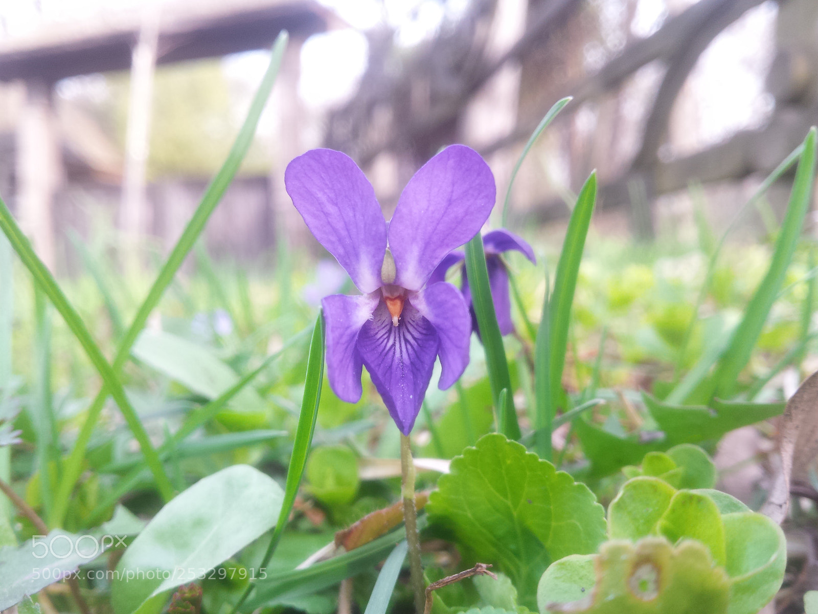 Samsung Galaxy S4 sample photo. Untitled photography