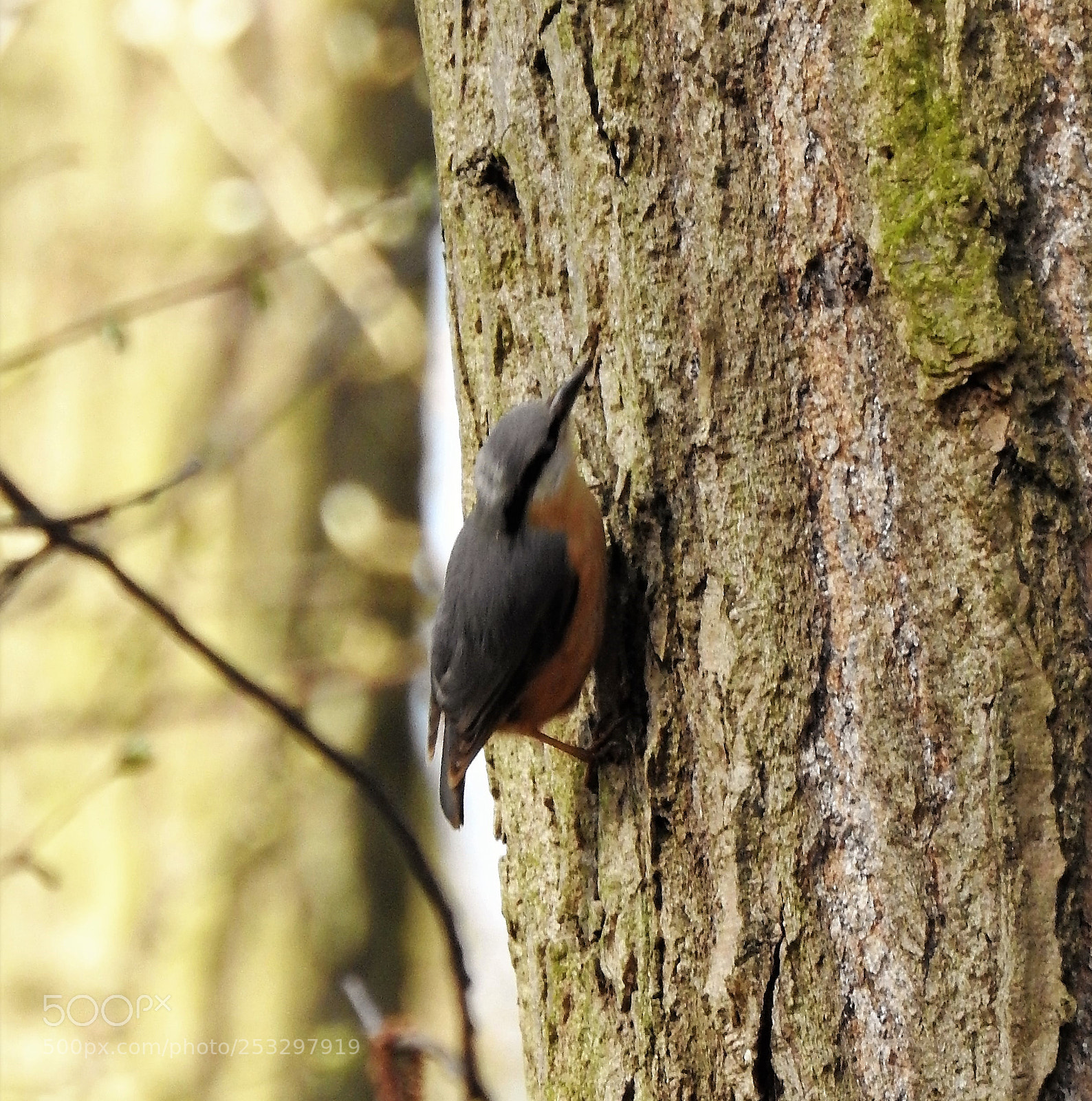 Nikon Coolpix P900 sample photo. Nuthatch photography