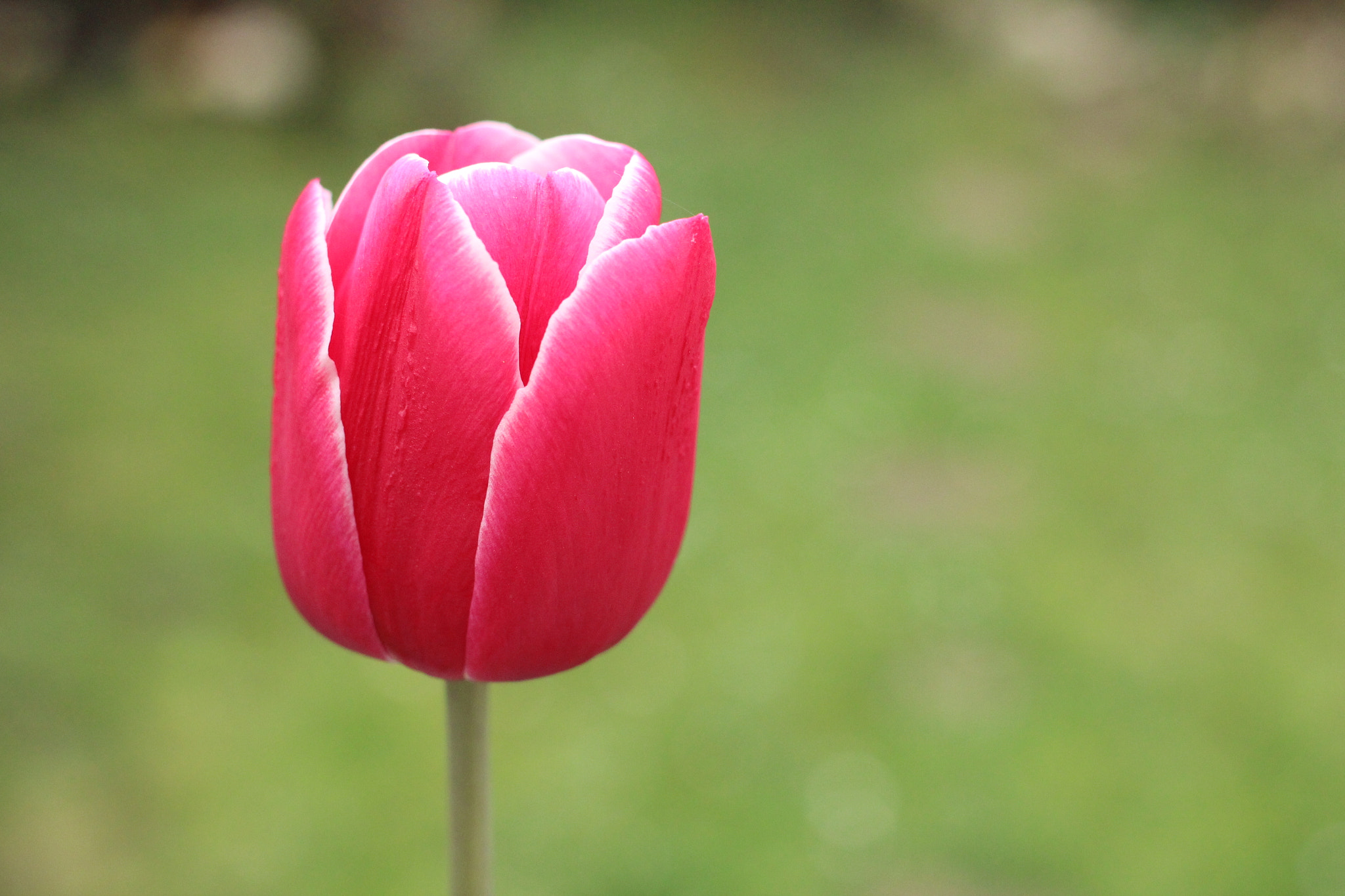 Canon EOS 600D (Rebel EOS T3i / EOS Kiss X5) + Canon EF 40mm F2.8 STM sample photo. Img photography