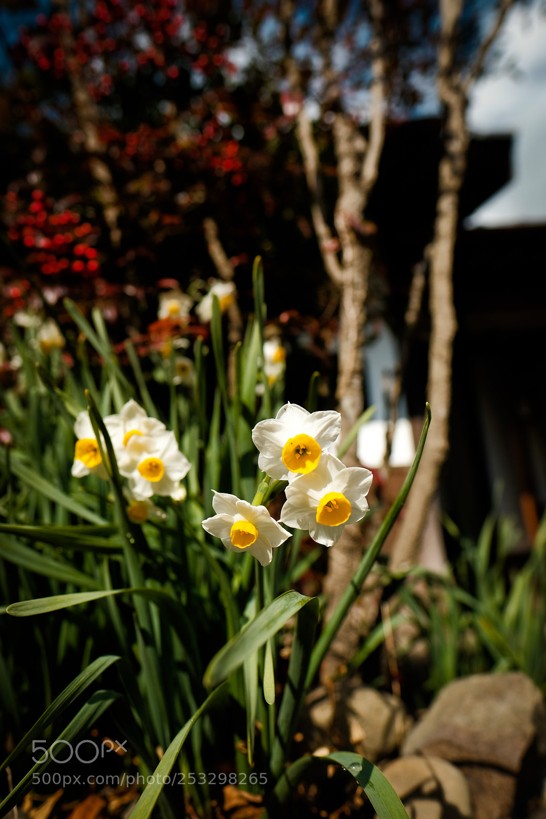 Fujifilm X-Pro2 sample photo. Paperwhite photography