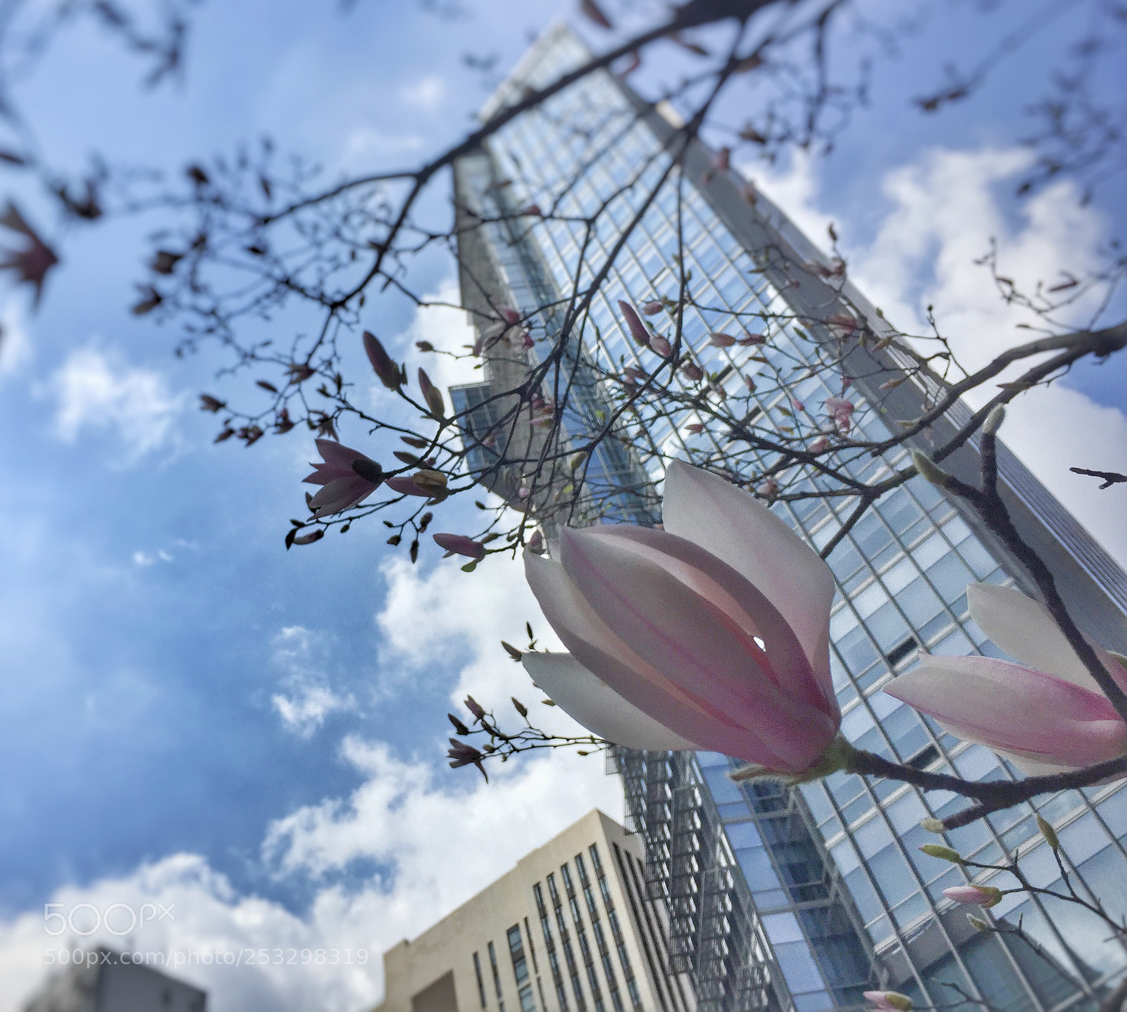 Apple iPhone 6 sample photo. Michelia alba in shanghai photography