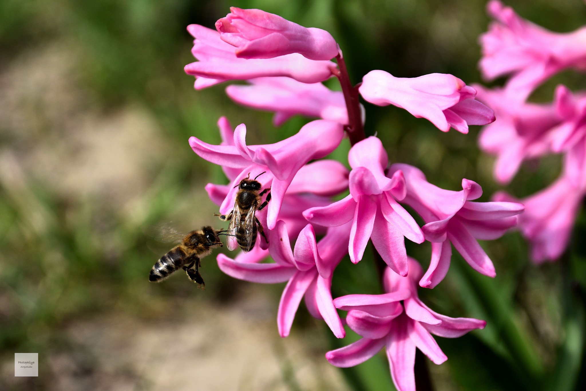 Nikon D7200 + Sigma 17-70mm F2.8-4 DC Macro OS HSM | C sample photo. Spring is in the air photography