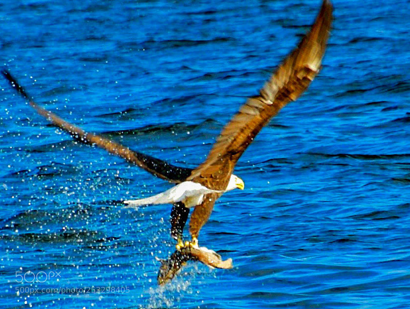 Nikon D600 sample photo. Eagle snags bass photography