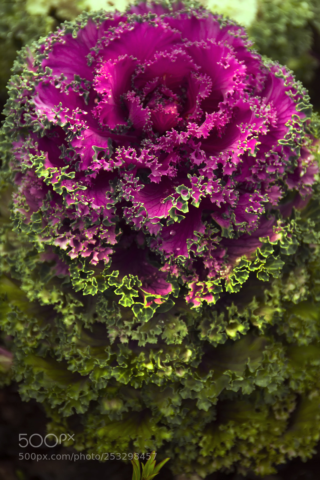 Canon EOS 7D sample photo. Flowers photography