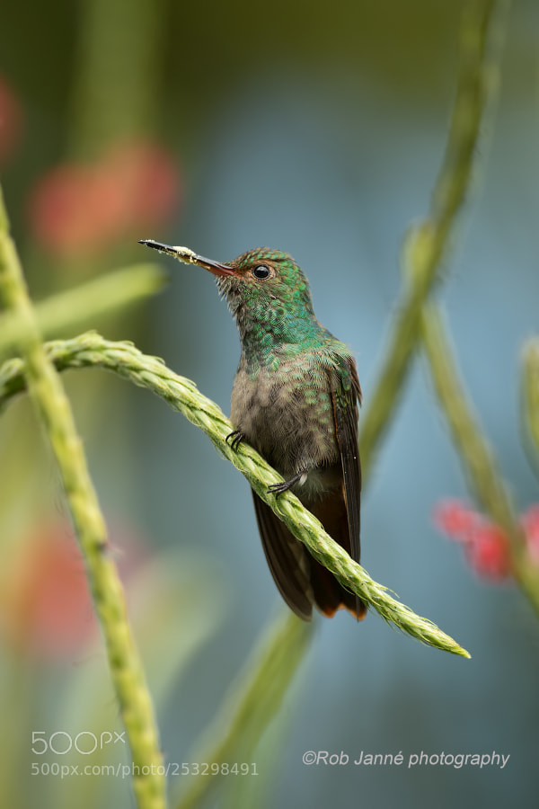 Nikon D4S sample photo. Hummingbird photography