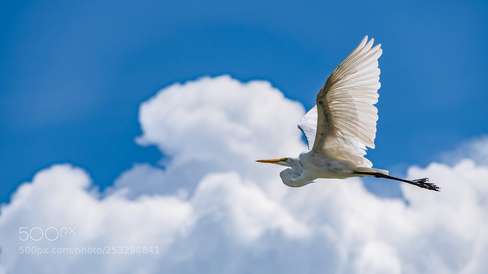 Nikon D7500 sample photo. White heron photography