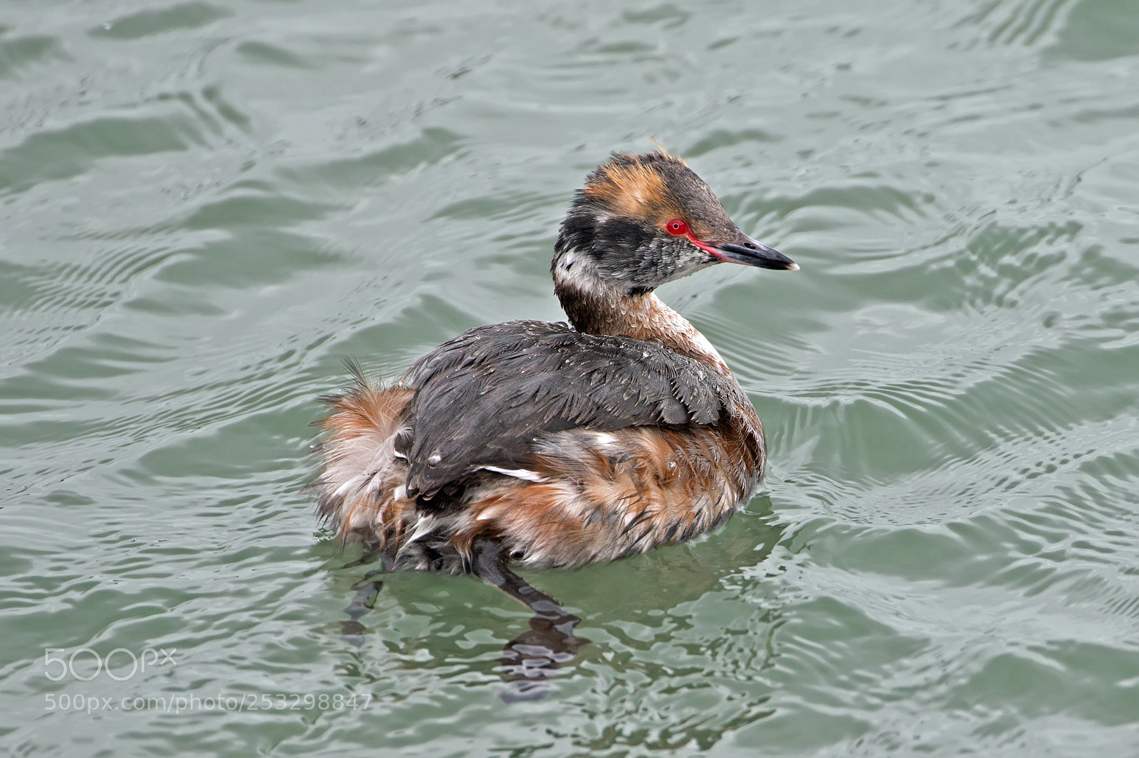 Canon EOS-1D X sample photo. Horned grebe 0832 photography