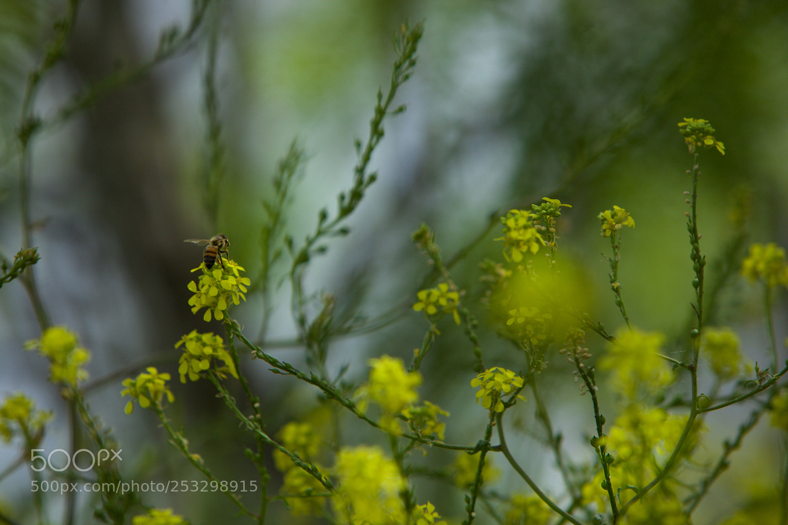 Canon EOS 5D Mark II sample photo. If i had a photography