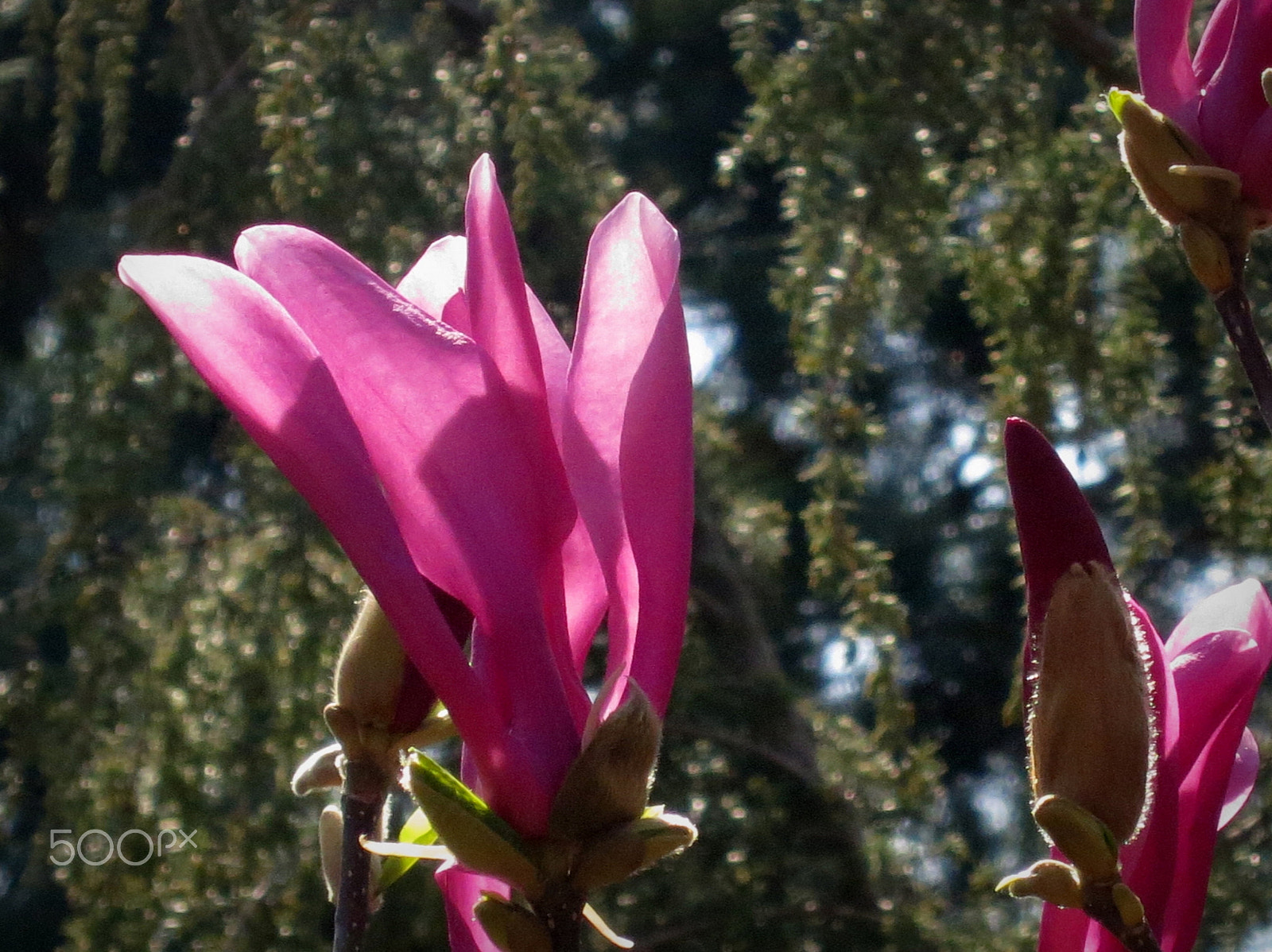 Canon PowerShot S100 sample photo. My beautiful magnolia susan photography