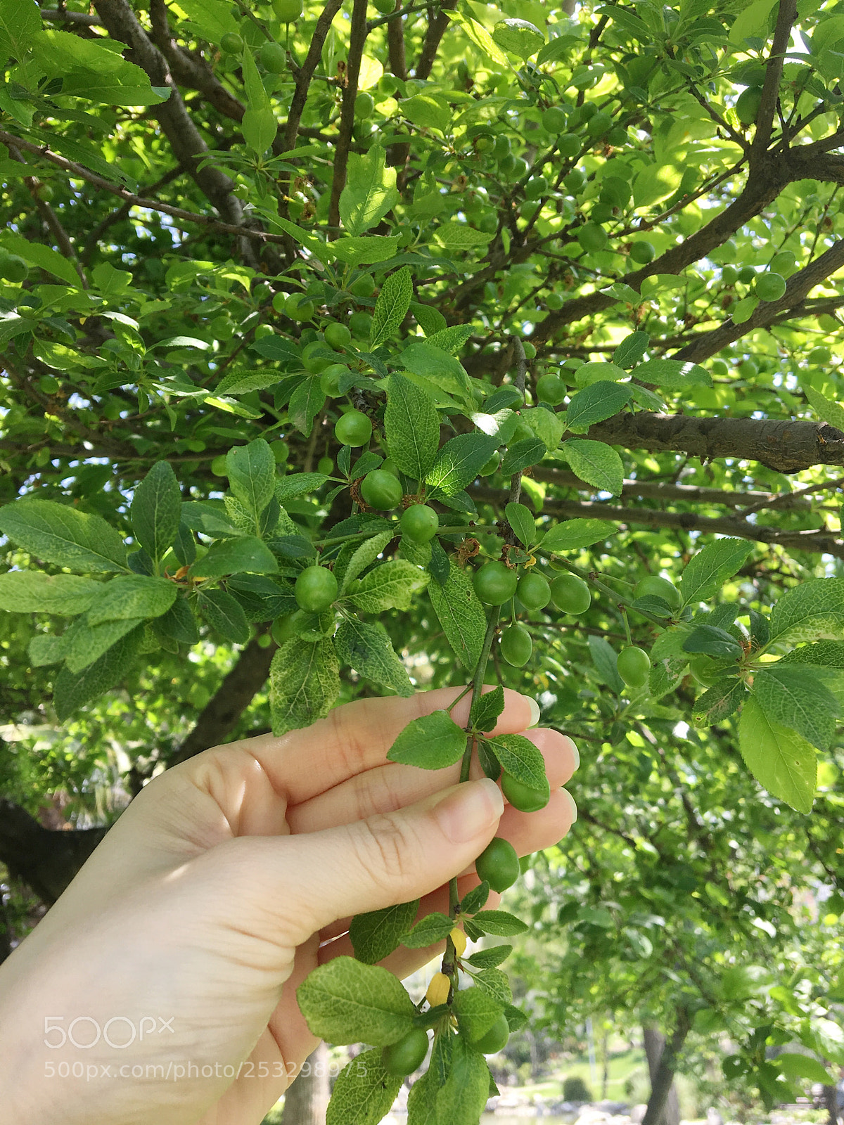 Apple iPhone 6s sample photo. Untitled photography