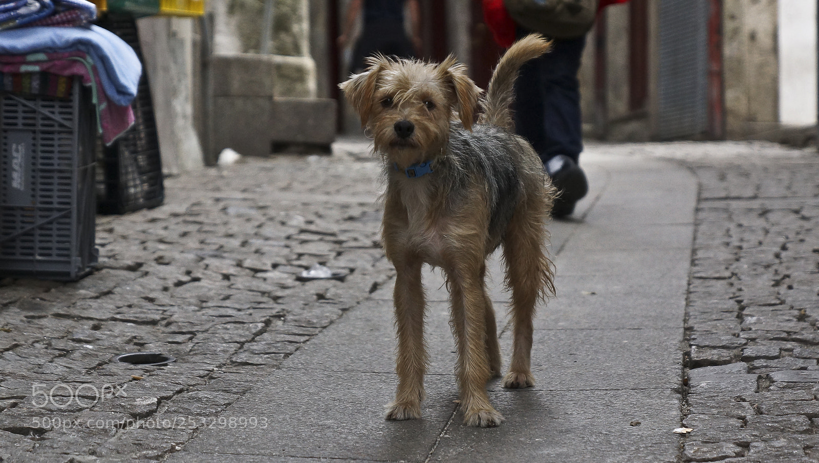 Sony SLT-A77 sample photo. My little friend photography