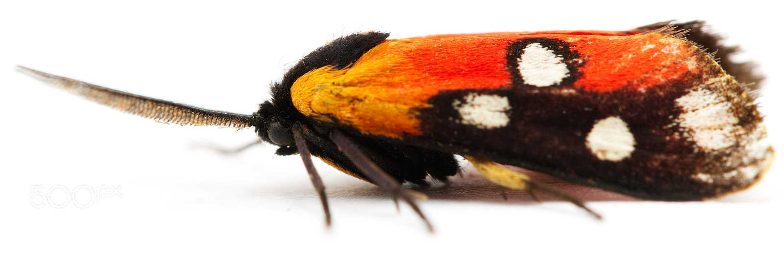 Canon EOS 7D Mark II sample photo. Fire moth photography