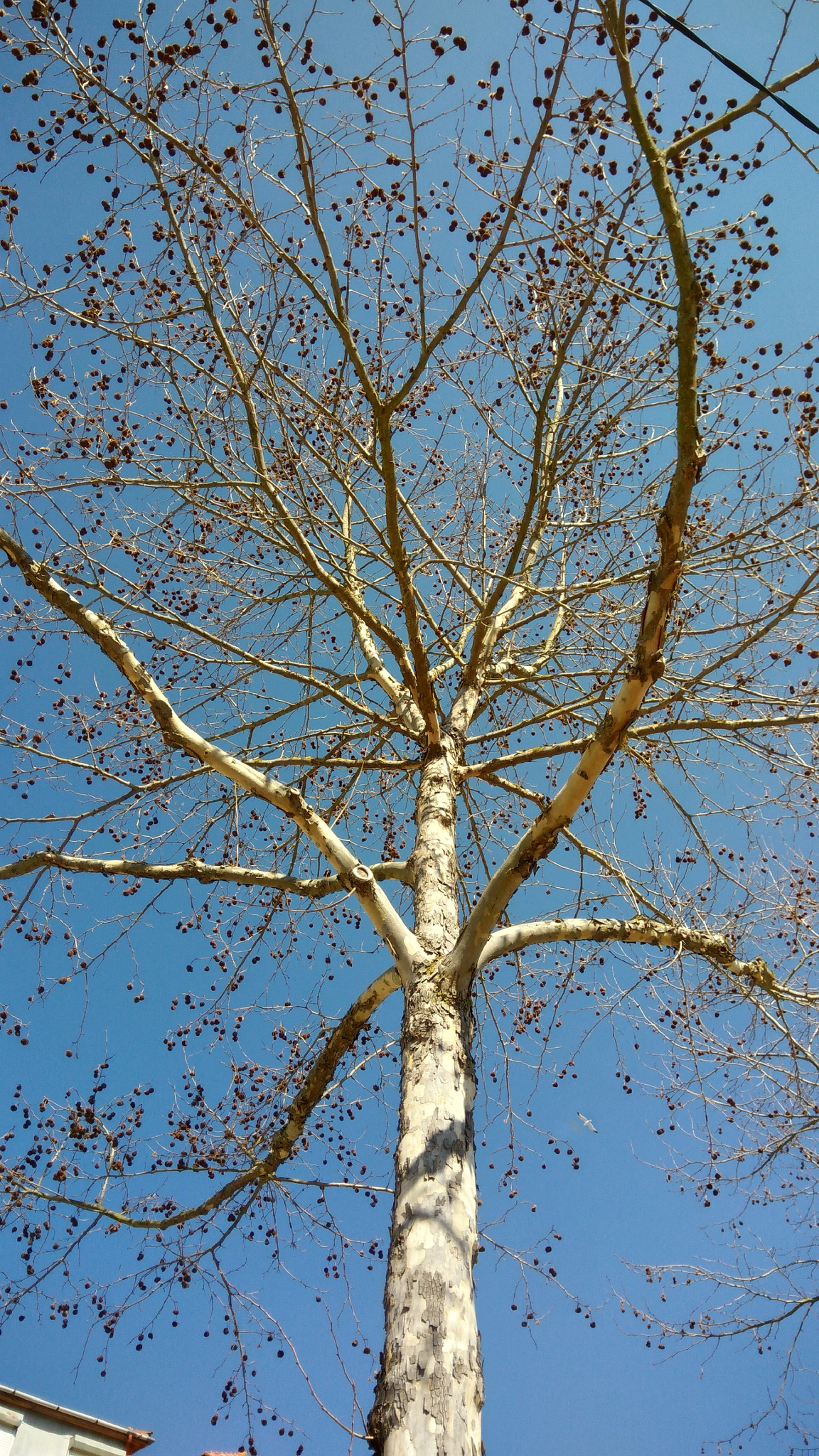 ASUS ZenFone 3 Max (ZC553KL) sample photo. Tree photography