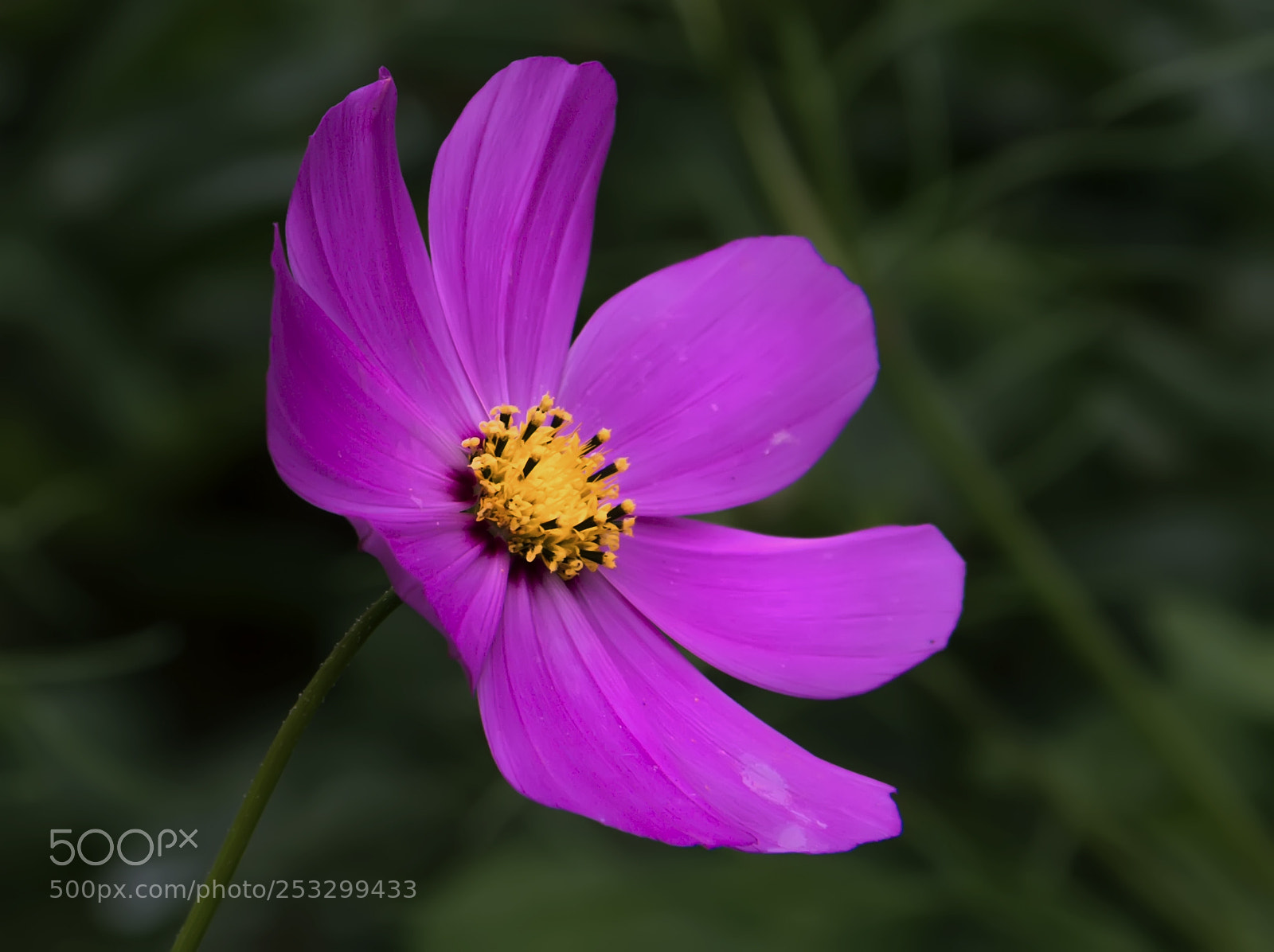 Canon EOS 7D sample photo. Flowers photography