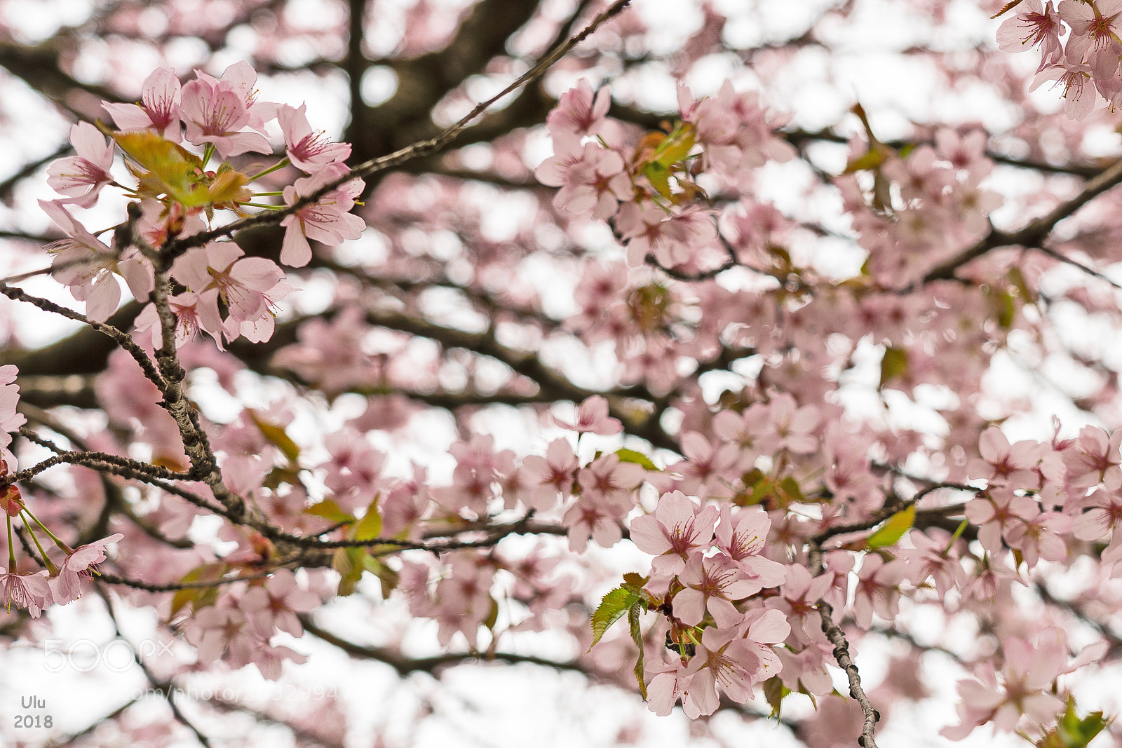 Sony a7 II sample photo. Pink photography