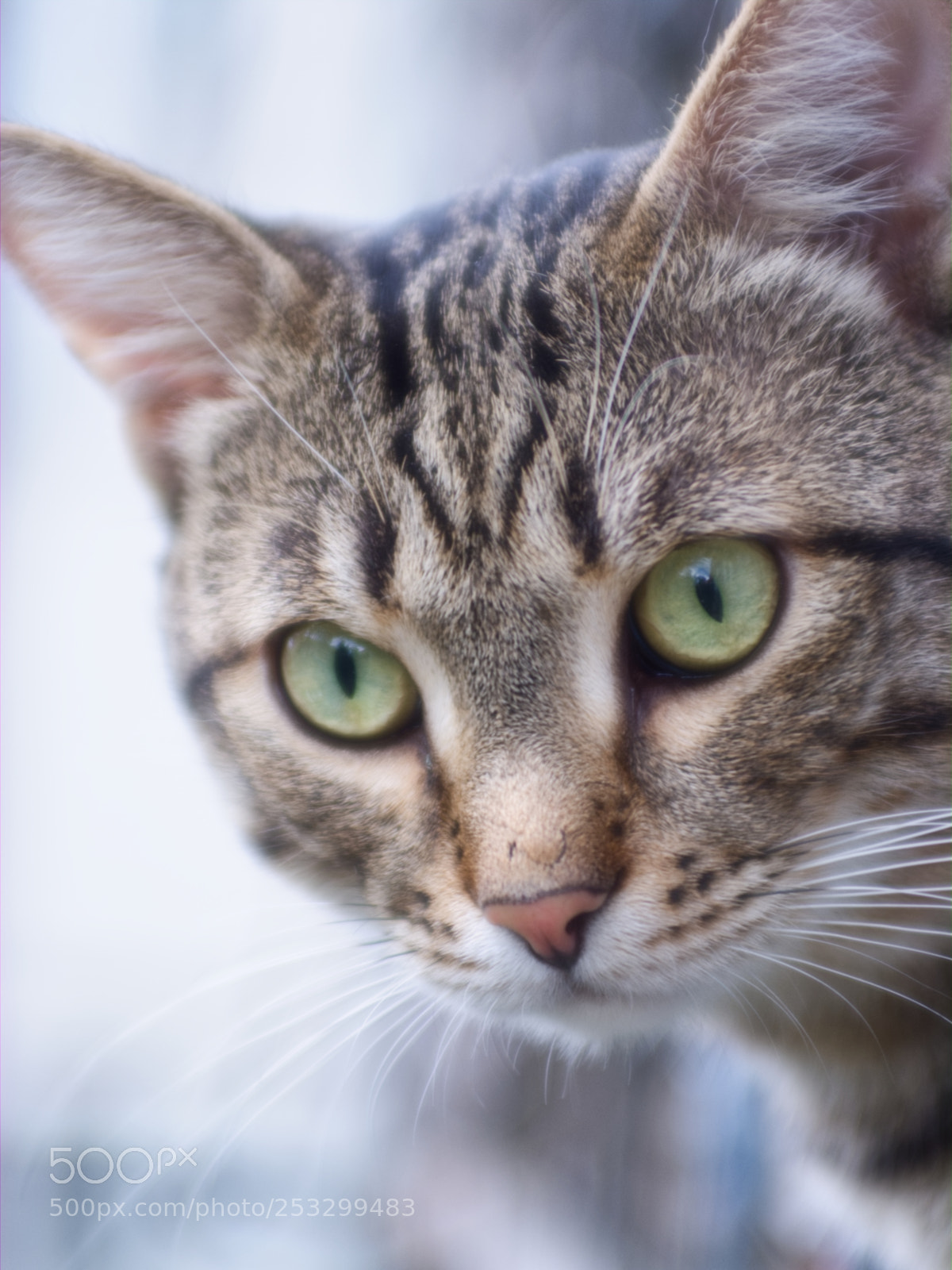 Fujifilm FinePix S5 Pro sample photo. The watcher photography