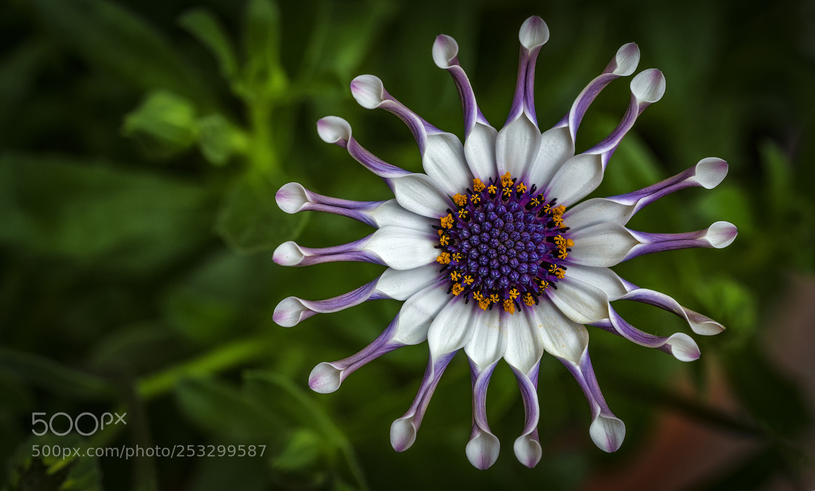 Sony a7R II sample photo. African daisy purple pink.. photography