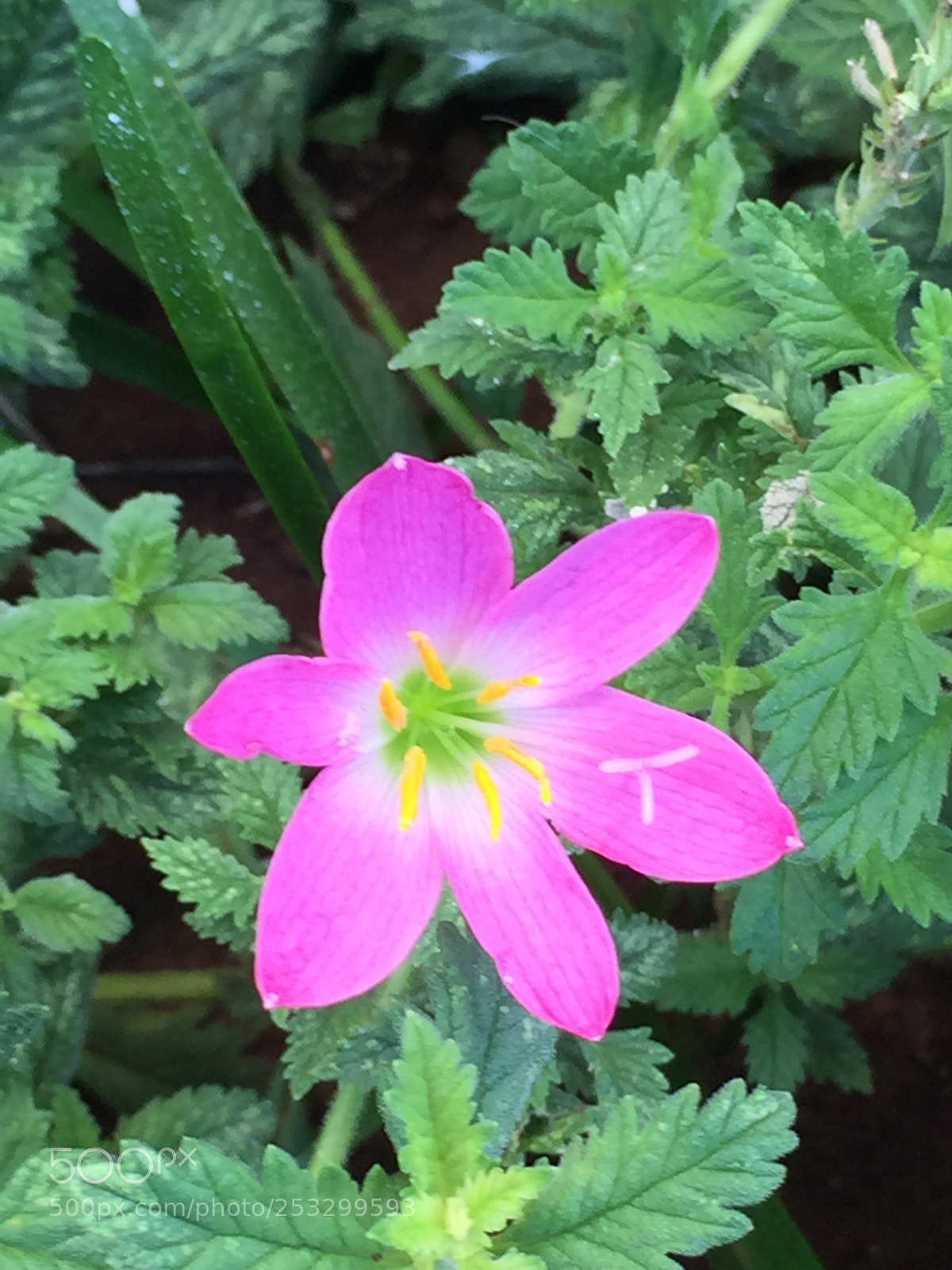 Apple iPhone 6 sample photo. Untitled photography