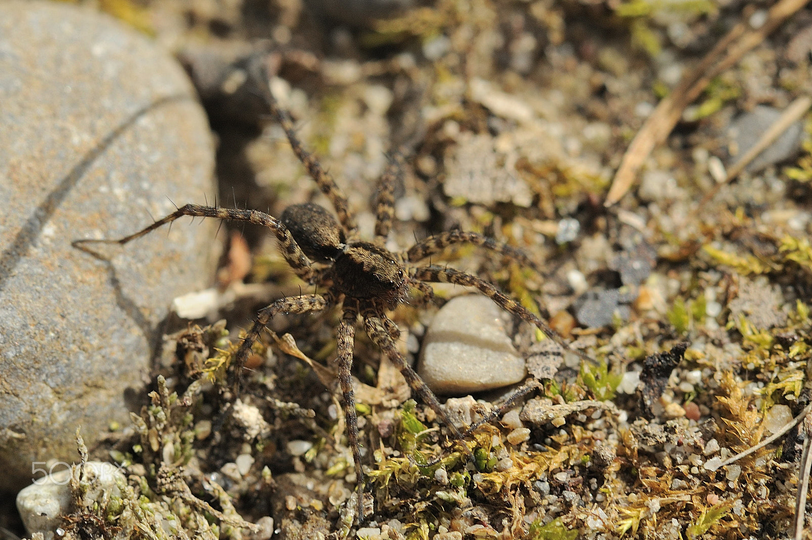 Nikon D3 sample photo. Wolf spider pardosa photography