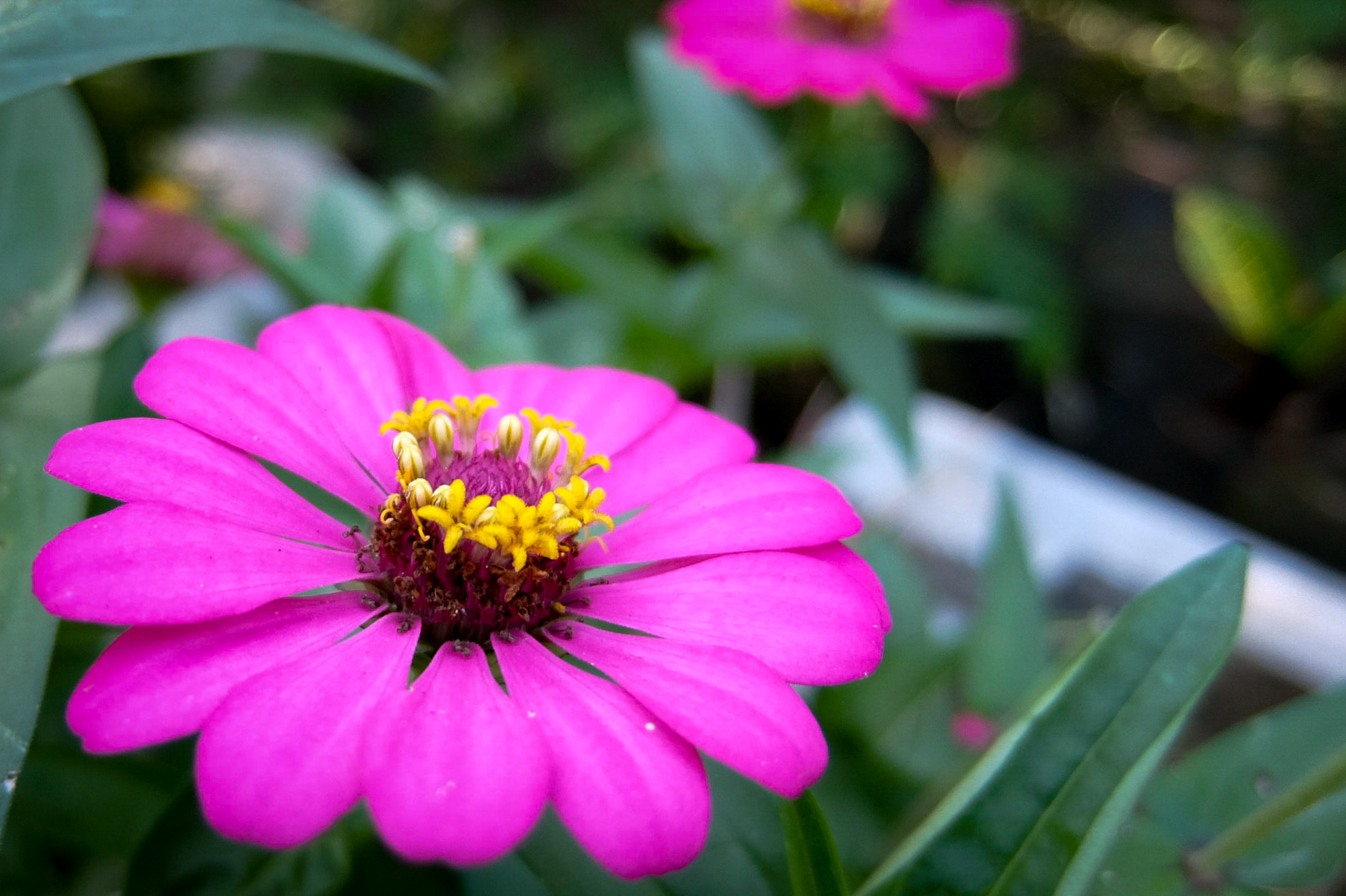 Fujifilm XQ2 sample photo. Pinky flowers photography