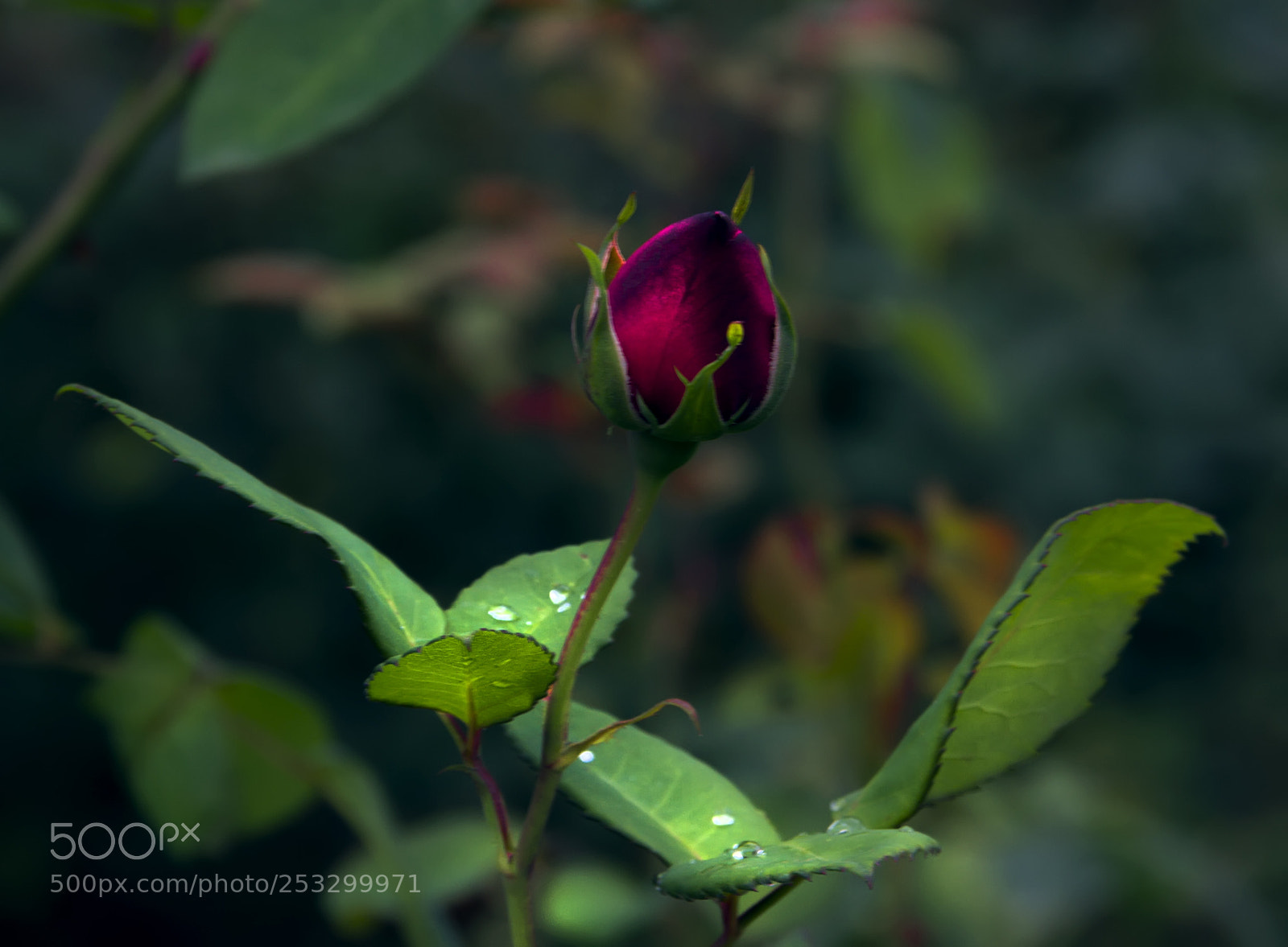 Canon EOS 7D sample photo. Flowers photography