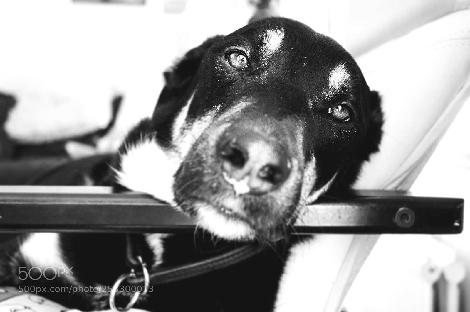 Nikon D3200 sample photo. The eyes photography
