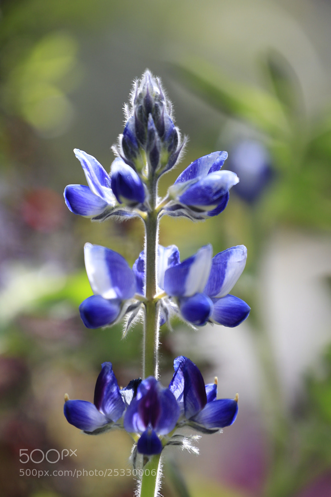 Canon EOS-1D Mark IV sample photo. Untitled photography