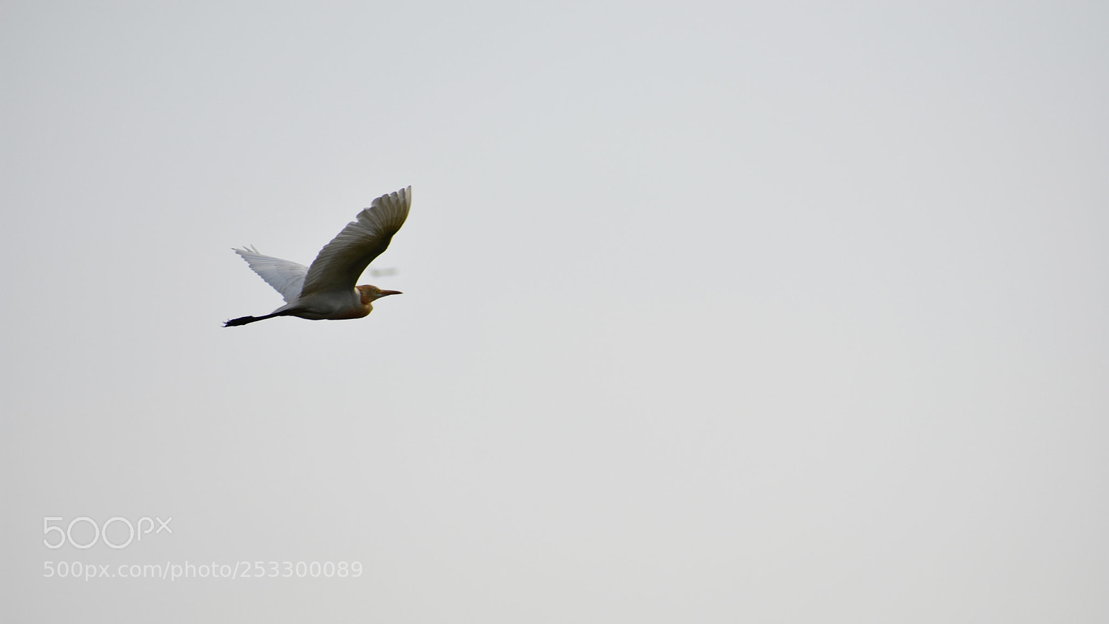 Nikon D3400 sample photo. Flying bird photography
