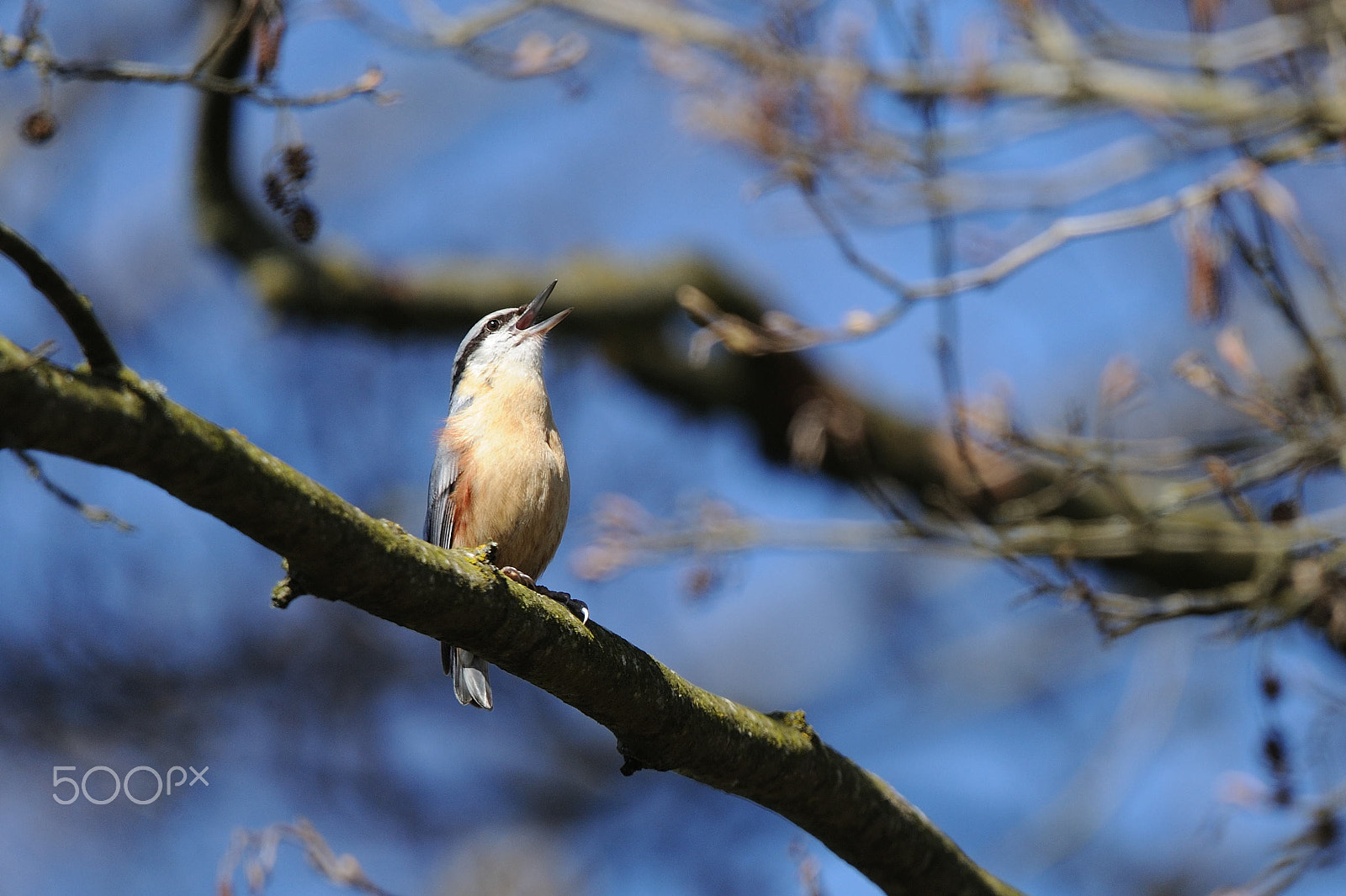 Sigma 150-600mm F5-6.3 DG OS HSM | C sample photo. Singing nuthatch photography