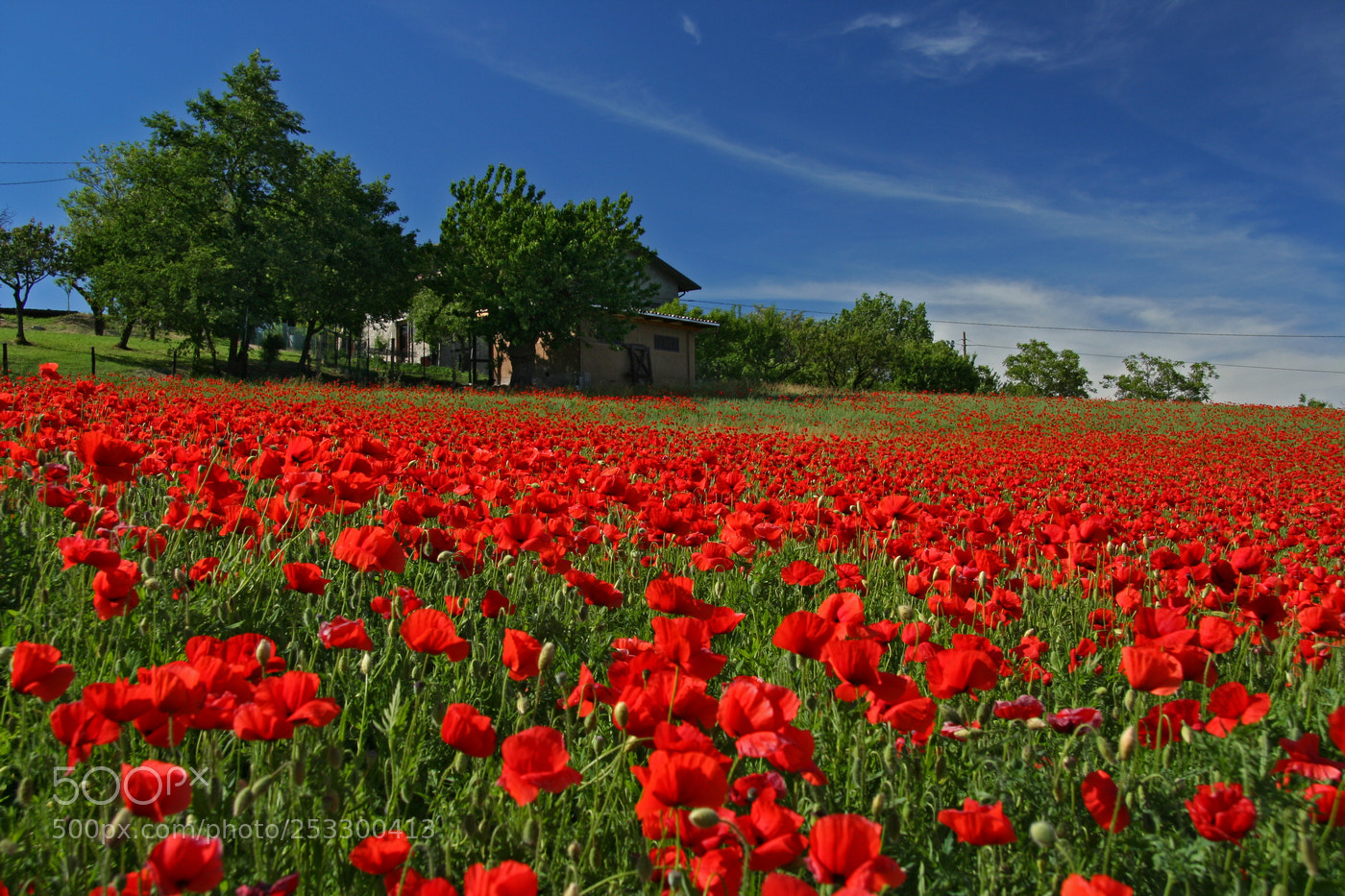 Canon EOS 350D (EOS Digital Rebel XT / EOS Kiss Digital N) sample photo. Poppies photography