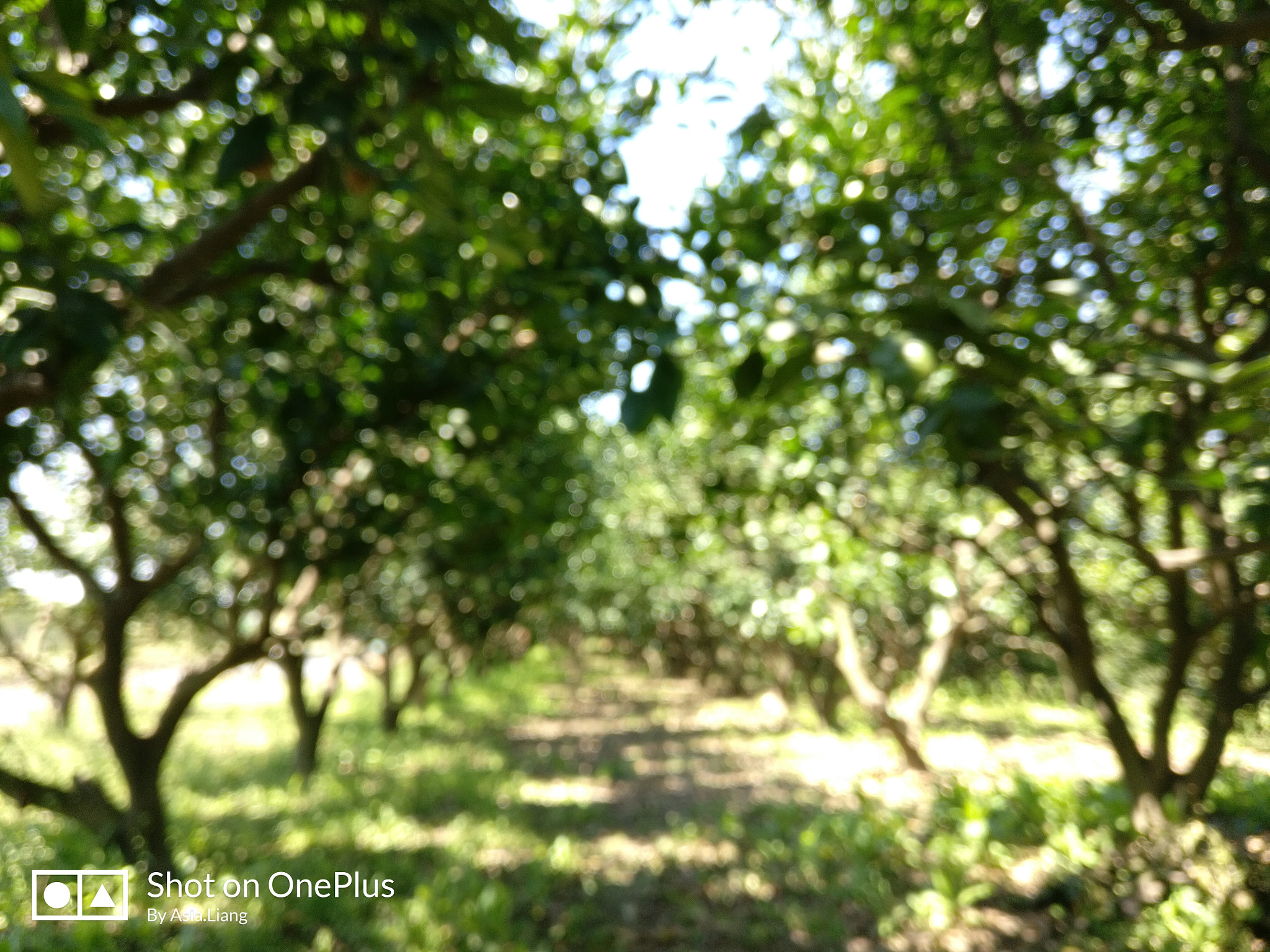 OnePlus A3000 sample photo. 春日橘树林 photography