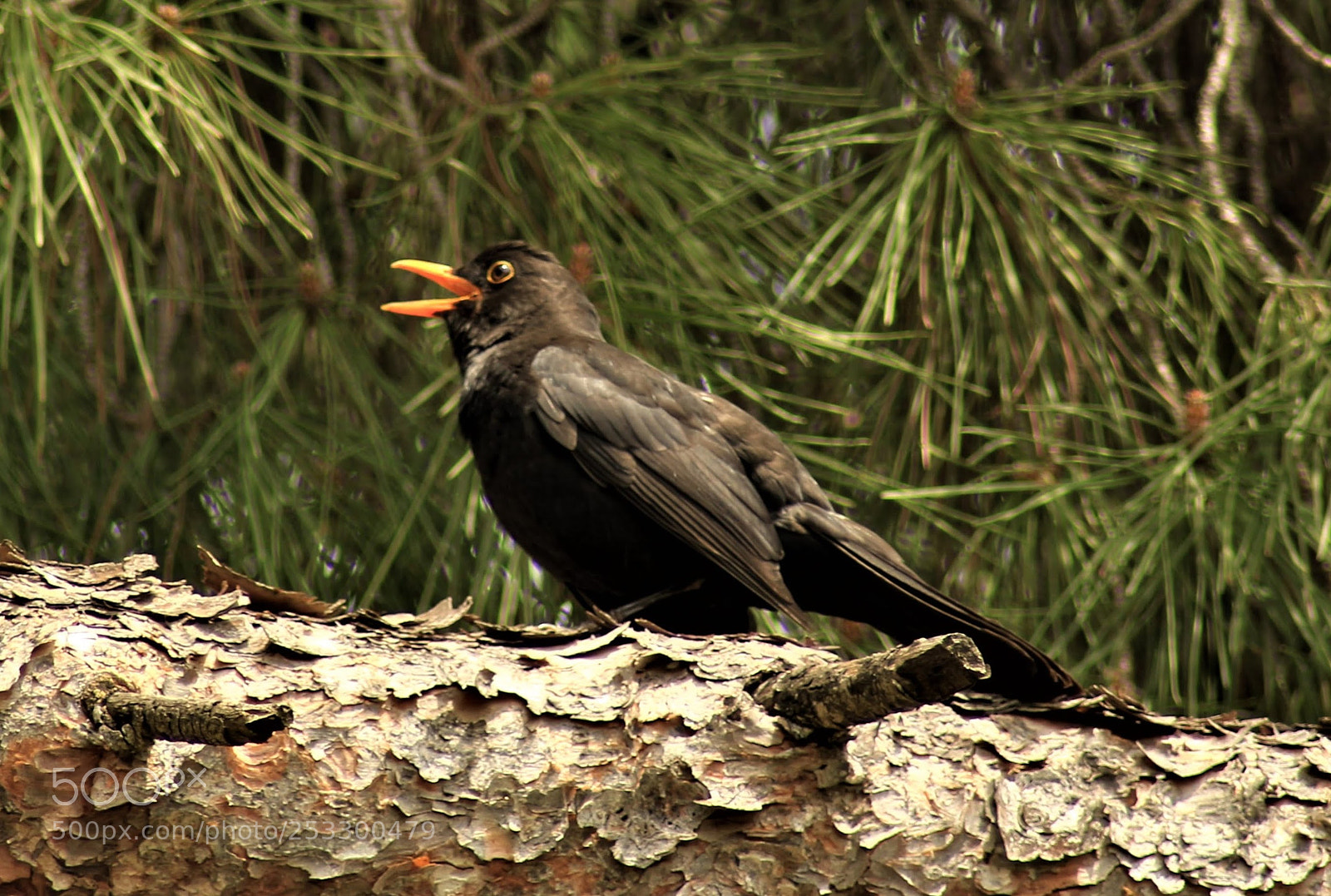 Canon EOS 700D (EOS Rebel T5i / EOS Kiss X7i) sample photo. Black bird photography