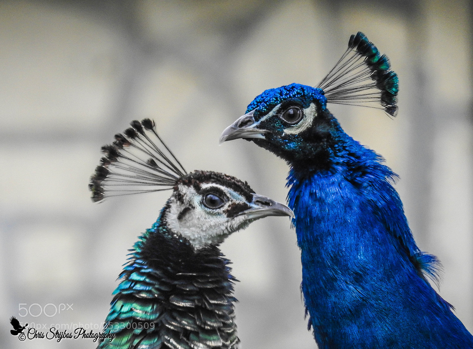 Nikon Coolpix P900 sample photo. Peacocks (pauwhanen) photography